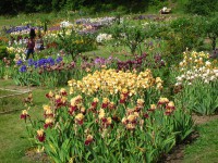 /album/galerie-de-photos-floraisons/jardin-2014-450-comp-jpg/